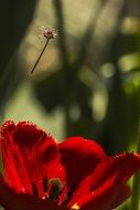 photo of red tulip and flying seed