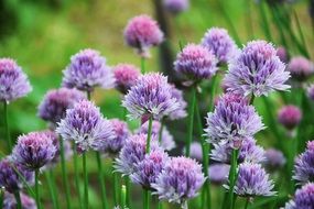 decorative fluffy garden flowers