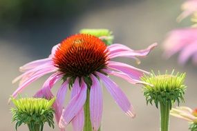 pink flower like a sun hat
