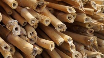 stack of dry Bamboo stems