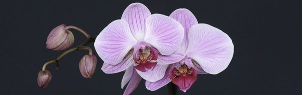black banner with orchid flowers