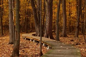 Fall of the foliage in the forest in autumn
