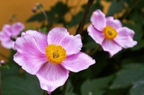 herbstannemone plant