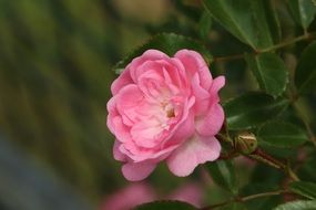 pink rose on a bush in a summer garden
