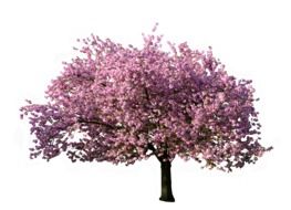 blooming pink Magnolia Tree on white background