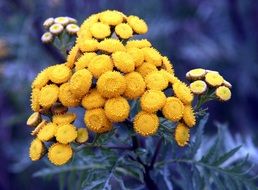 Tansy, Tanacetun Vulgare, blooming plant