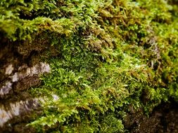 green moss on bark close-up