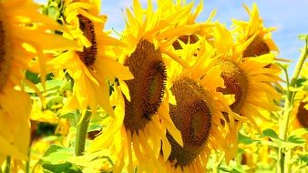 large yellow sunflowers