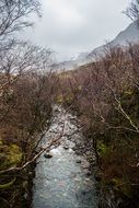 creek among thickets in Scotland