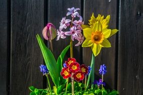 bright summer colorful flowers against a wooden wall