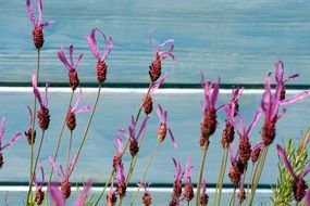 Provence Lavender