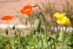 colorful poppies with buds