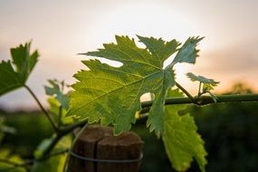 green grape leaf in the background of the sun