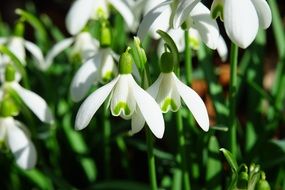 incredibly delicious Snowdrop Flowers