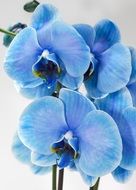 blue blossoms of orchid