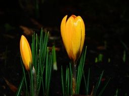 yellow crocuses in a dark forest