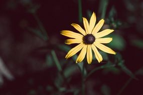 shining coneflower