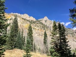 evergreen pine trees against the backdrop of a majestic mountain