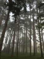 Trees in foggy forest