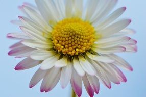 light wild flower with yellow heart