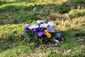 incomparable Crocus Flower