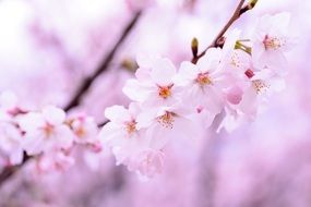 soft cherry blossoms in a blurred background