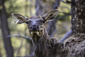 young elk in the wild forest