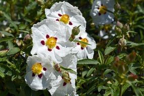 white hibiscus flowers in the garden