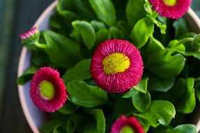 potted red daisies