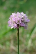 natural purple flower in summer