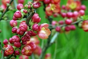 Flowers Red Chaenomeles