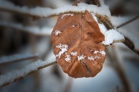 Dry leaf on a tree in winter close-up