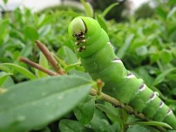 Macro Caterpillar