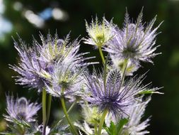 closeup photo of purple alpine thistle in Switzerland