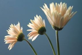 white gerbera flowers against the sky
