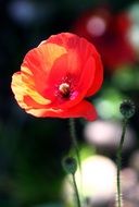 Red poppy in nature