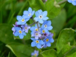 tiny blue summer flowers