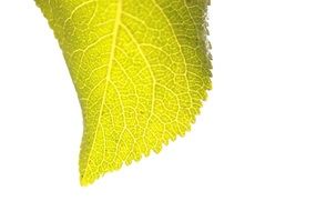 graphic image of a bright green leaf