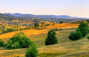 landscape of the orange fields in the countryside