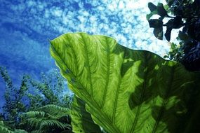 photo of green leaf at the sunlight