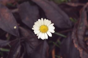 yellow daisy among dry leaves