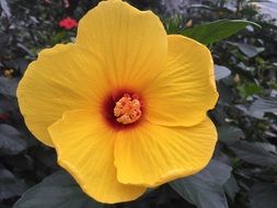 yellow Flower Bloom closeup