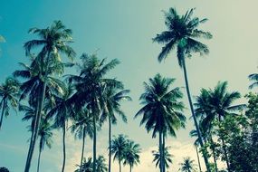 crowns of Palm trees at sky, Thailand