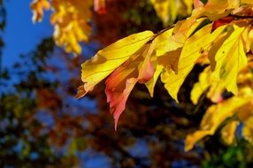 Yellow and Red Autumn Leaves on tree