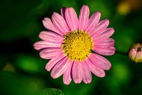 Pink Marguerite flower at blurred green background