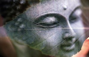 silhouette of a leaf on the background of the stone head of a buddha statue