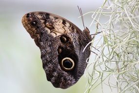 extraordinarily beautiful Butterfly Eye