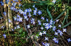 small blue flowers in the meadow