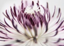 pink-white flower with stamens close-up