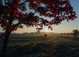 red maple tree at dusk